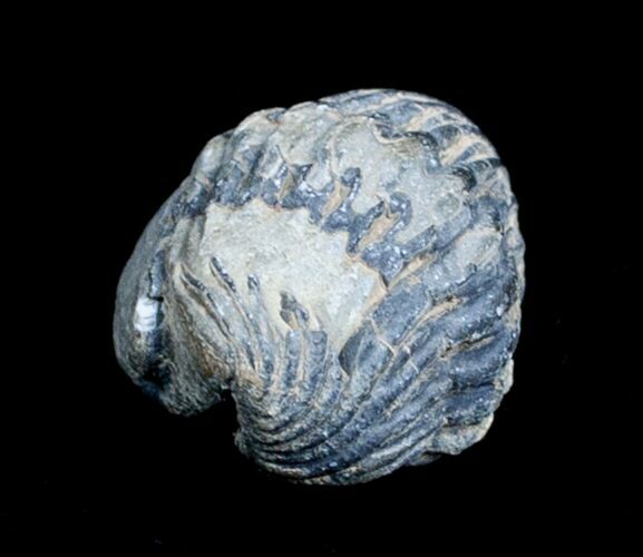 Bargain Enrolled Phacops From Morocco #3581